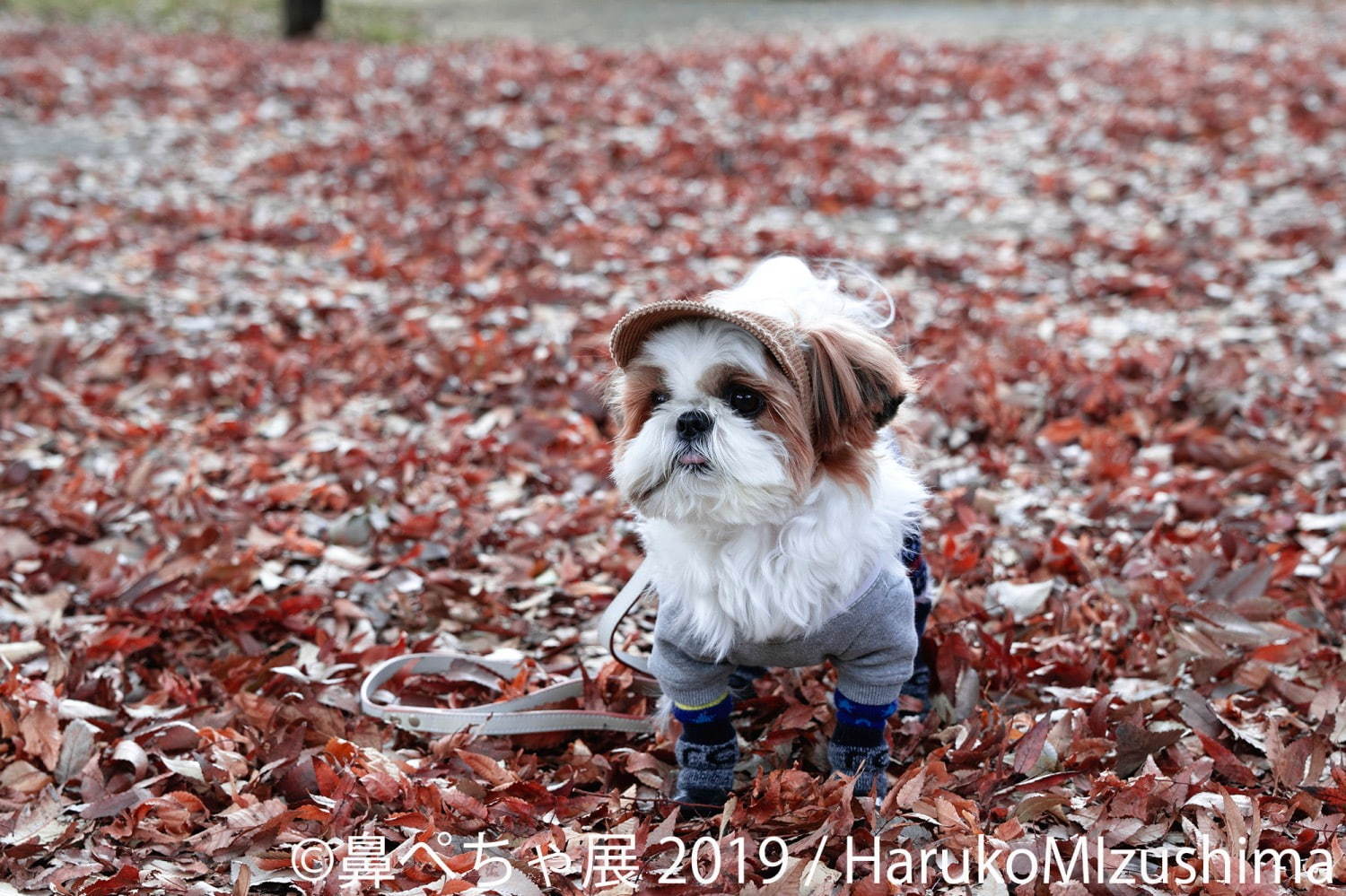 「鼻ぺちゃ展 2019」東京・浅草で、パグやシーズーなど“鼻ぺちゃ犬”の写真＆グッズが大集合｜写真1