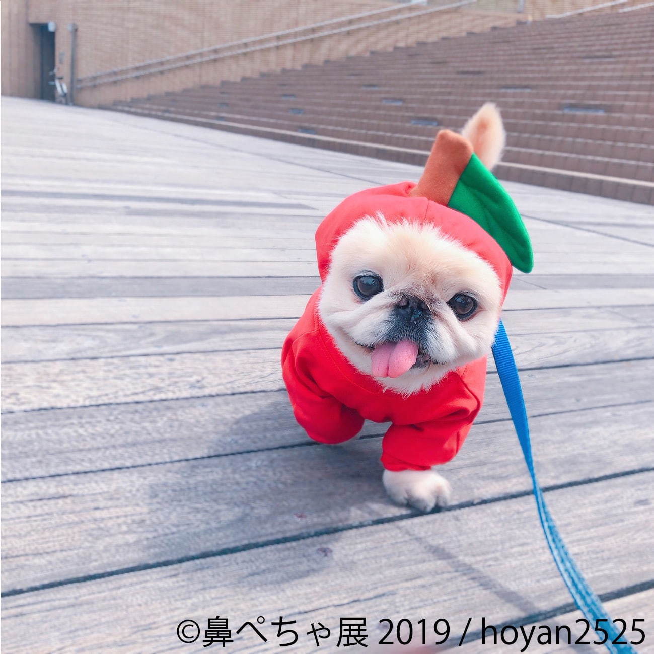 「鼻ぺちゃ展 2019」東京・浅草で、パグやシーズーなど“鼻ぺちゃ犬”の写真＆グッズが大集合｜写真4