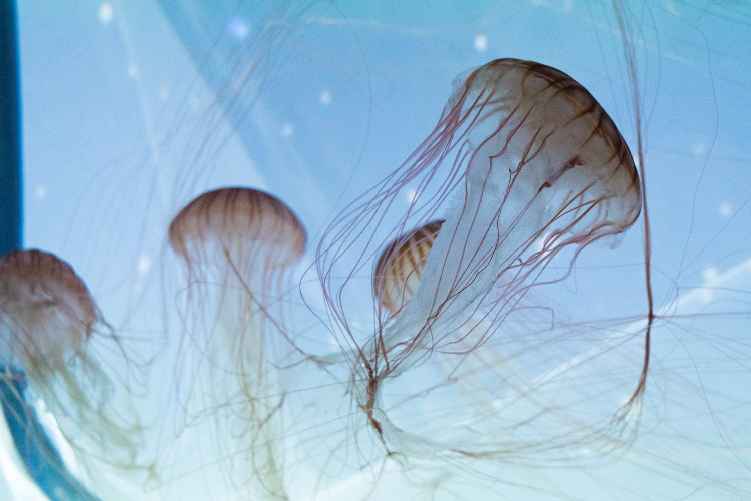 すみだ水族館「雪とクラゲ」美しい冬の都会にクラゲ浮かぶ幻想空間｜写真17