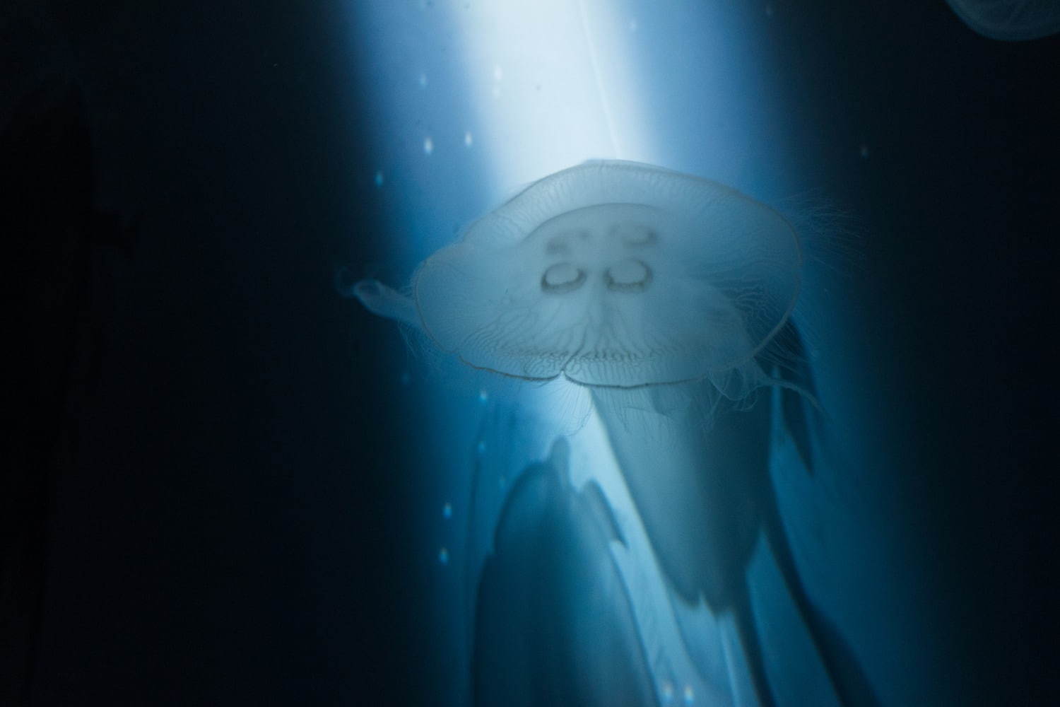 すみだ水族館「雪とクラゲ」美しい冬の都会にクラゲ浮かぶ幻想空間｜写真14