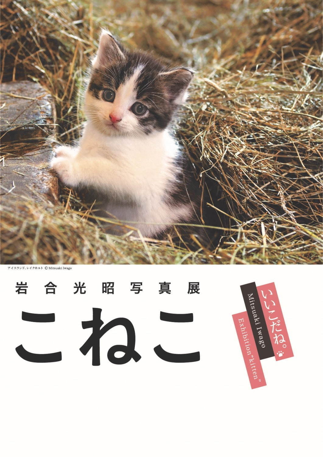 岩合光昭写真展「こねこ」大阪・なんばスカイオにて、世界各地の“こねこ”写真約170点を展示｜写真1