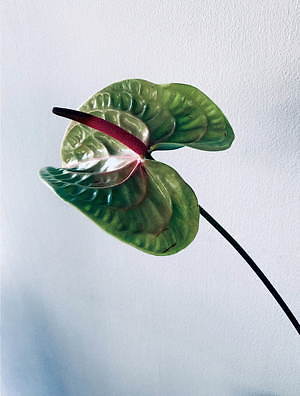 スナイデル(SNIDEL) 2019-20年秋冬ウィメンズコレクション  - 写真16