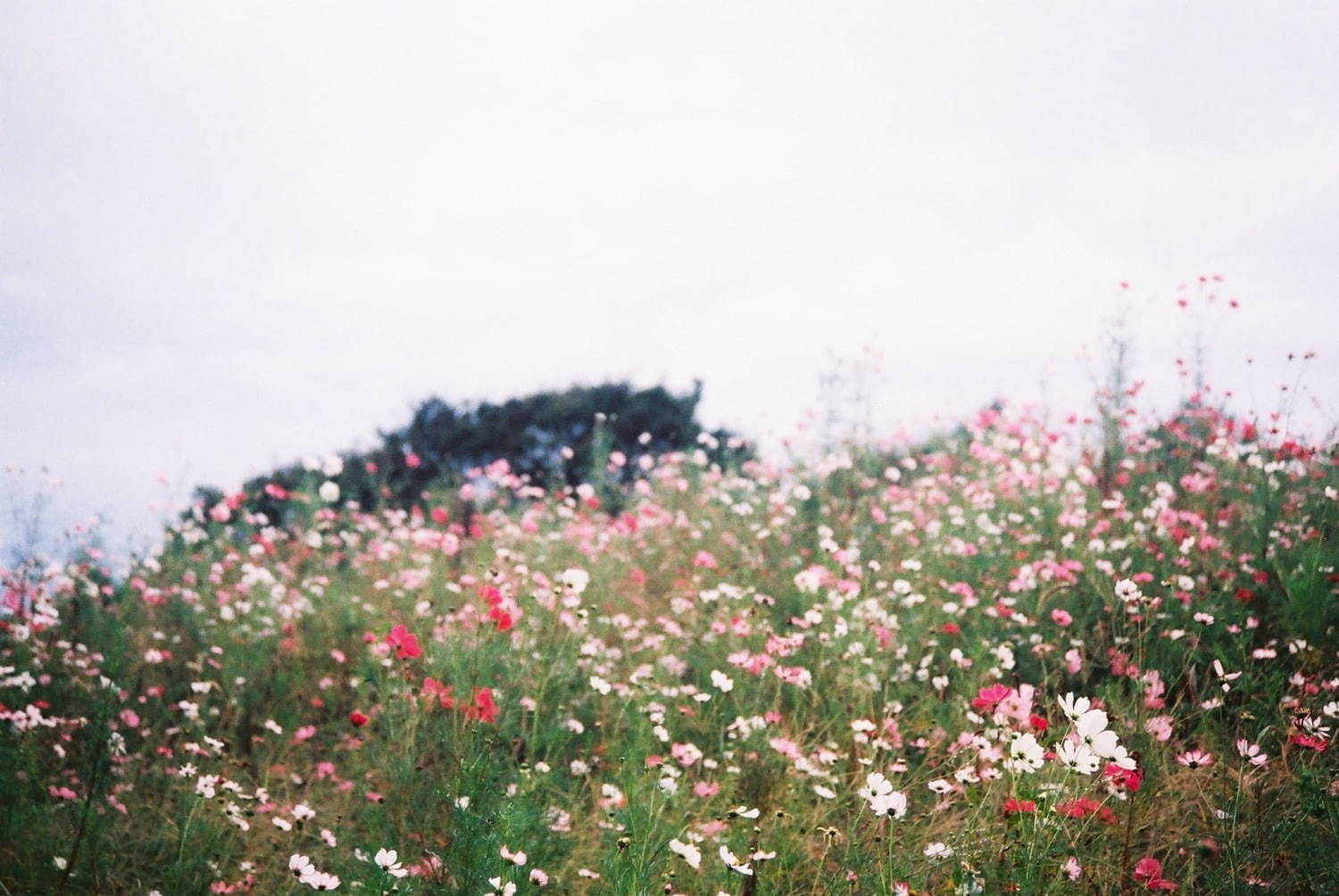 フミク(Fumiku) 2020年春夏ウィメンズコレクション  - 写真17