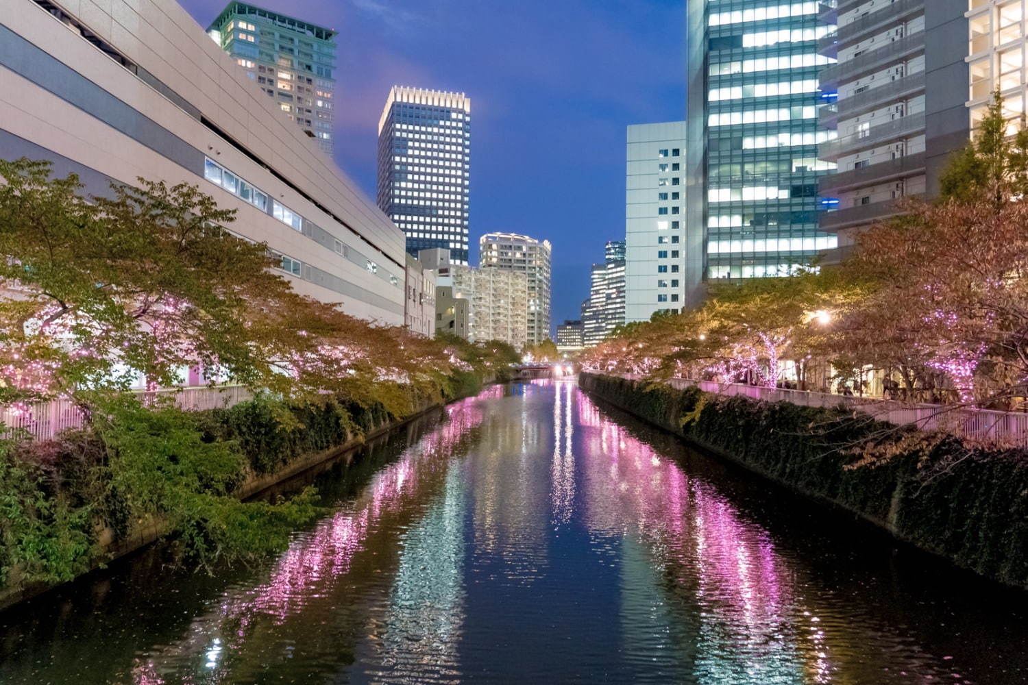 「目黒川みんなのイルミネーション2019」総延長約2.2km、41万個のLEDで楽しむ“冬の桜”｜写真1