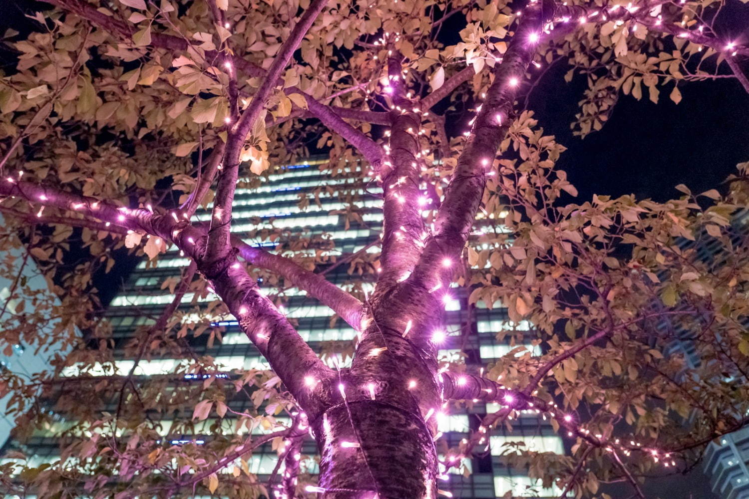 「目黒川みんなのイルミネーション2019」総延長約2.2km、41万個のLEDで楽しむ“冬の桜”｜写真16