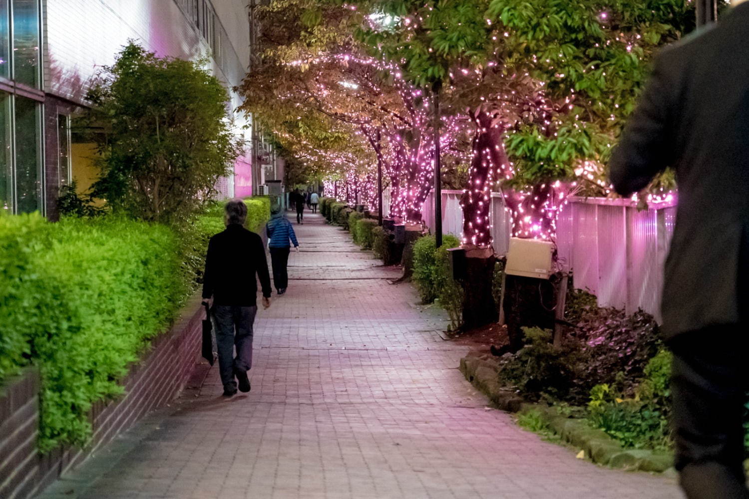 「目黒川みんなのイルミネーション2019」総延長約2.2km、41万個のLEDで楽しむ“冬の桜”｜写真9