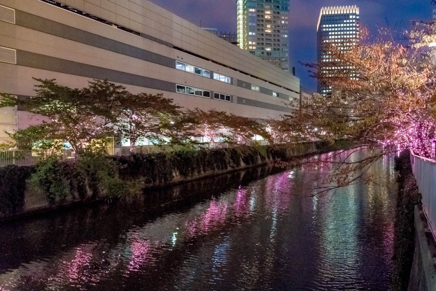 「目黒川みんなのイルミネーション2019」総延長約2.2km、41万個のLEDで楽しむ“冬の桜”｜写真2