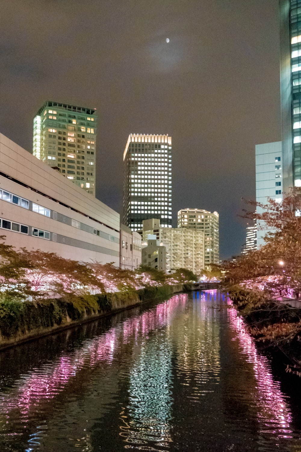 「目黒川みんなのイルミネーション2019」総延長約2.2km、41万個のLEDで楽しむ“冬の桜”｜写真17