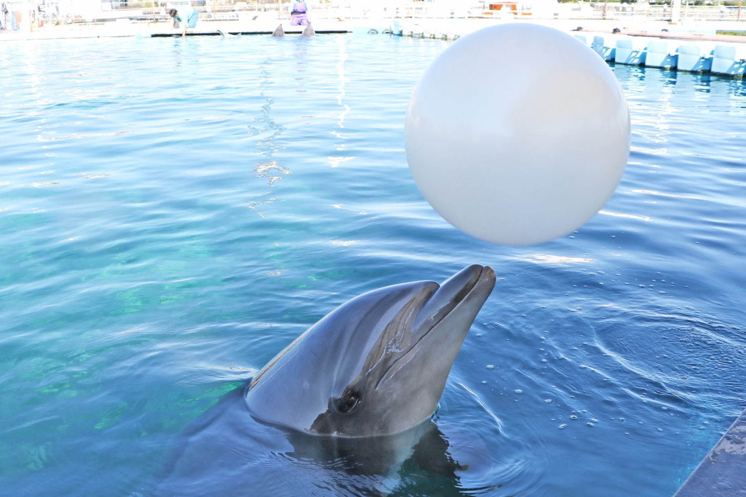 横浜・八景島シーパラダイスのクリスマス、サンタが水槽に現れるイワシショーやペンギンパレード｜写真7