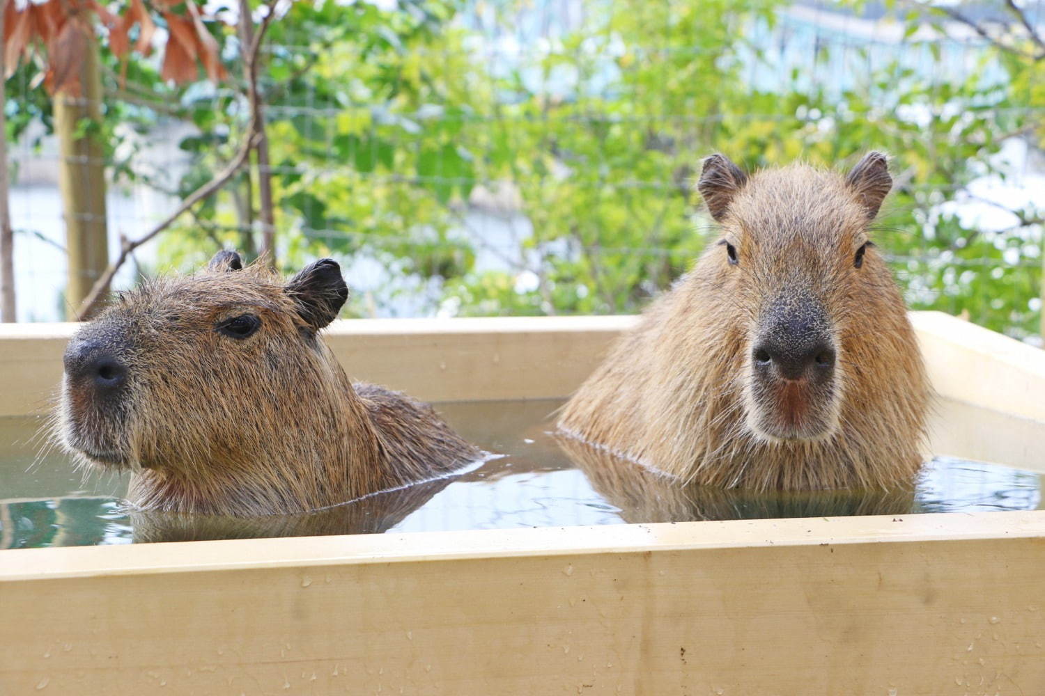 横浜・八景島シーパラダイスのクリスマス、サンタが水槽に現れるイワシショーやペンギンパレード｜写真8