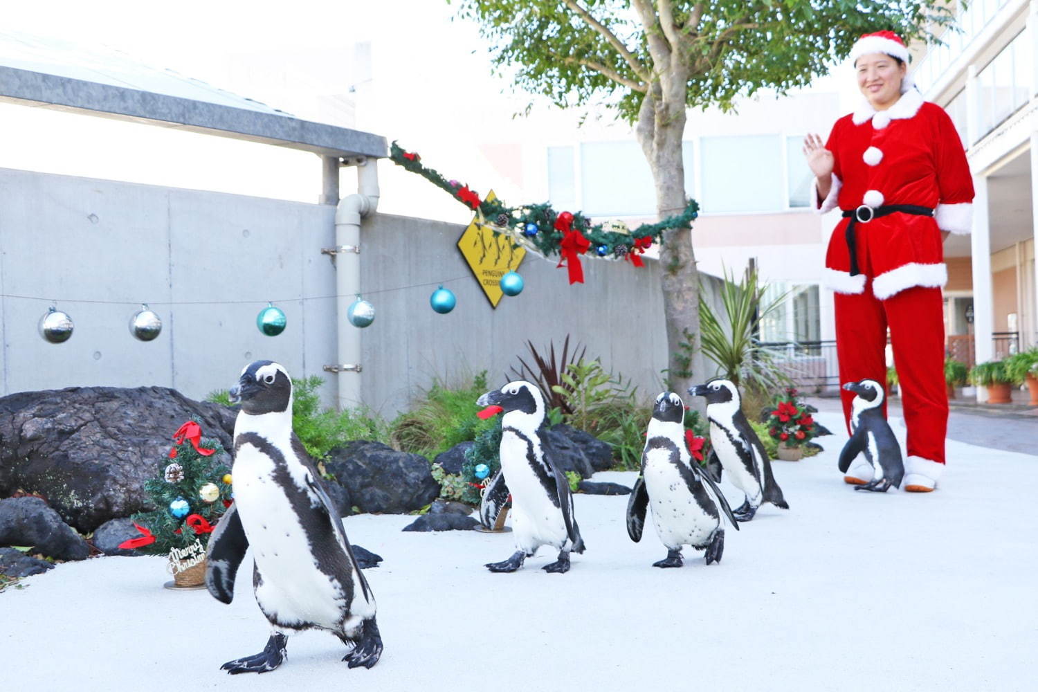 横浜・八景島シーパラダイスのクリスマス、サンタが水槽に現れるイワシショーやペンギンパレード｜写真2