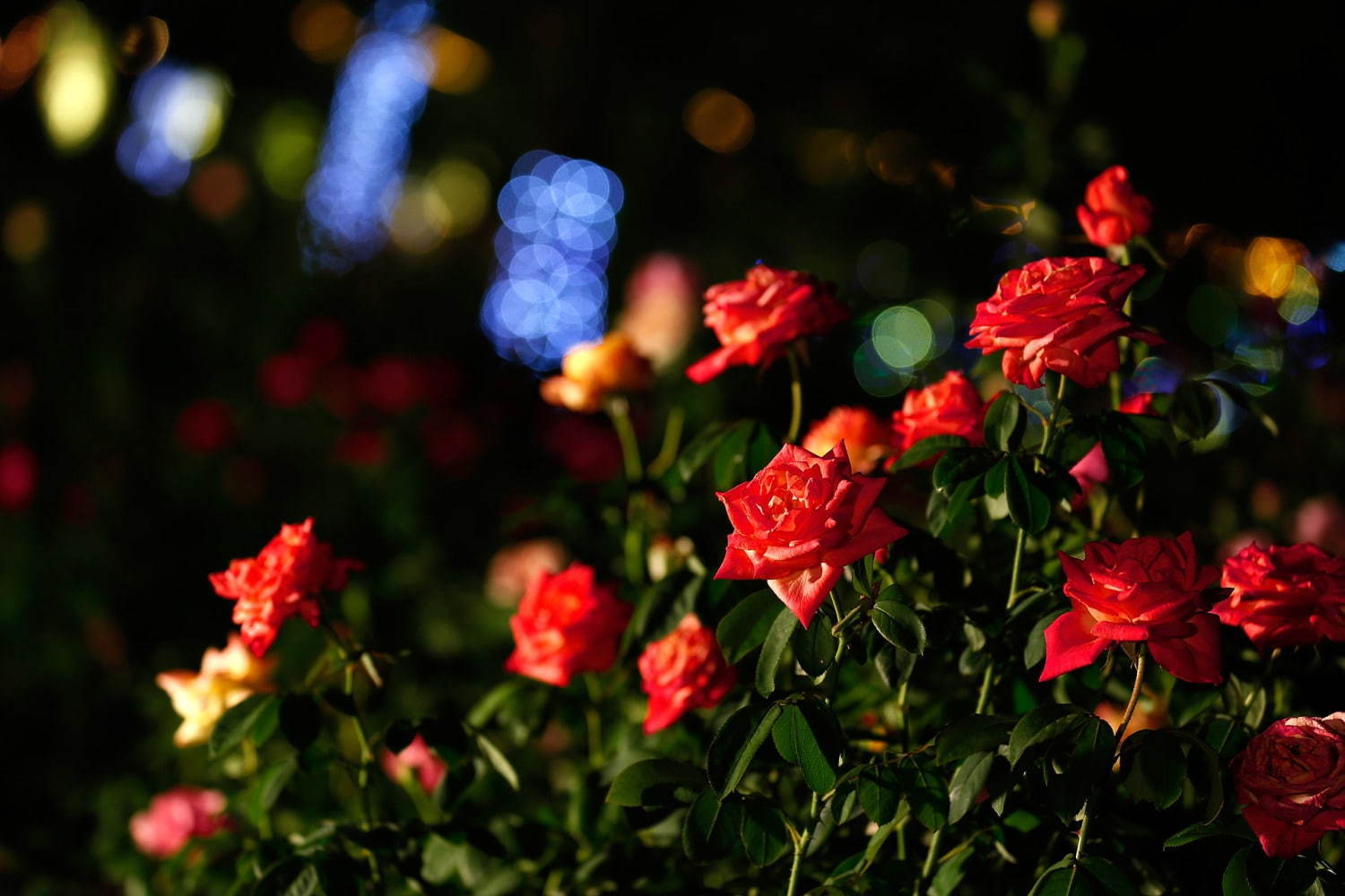 ハウステンボスの「秋バラ祭」約1,000品種のバラが咲き誇る - 夜は幻想的なライトアップも｜写真4