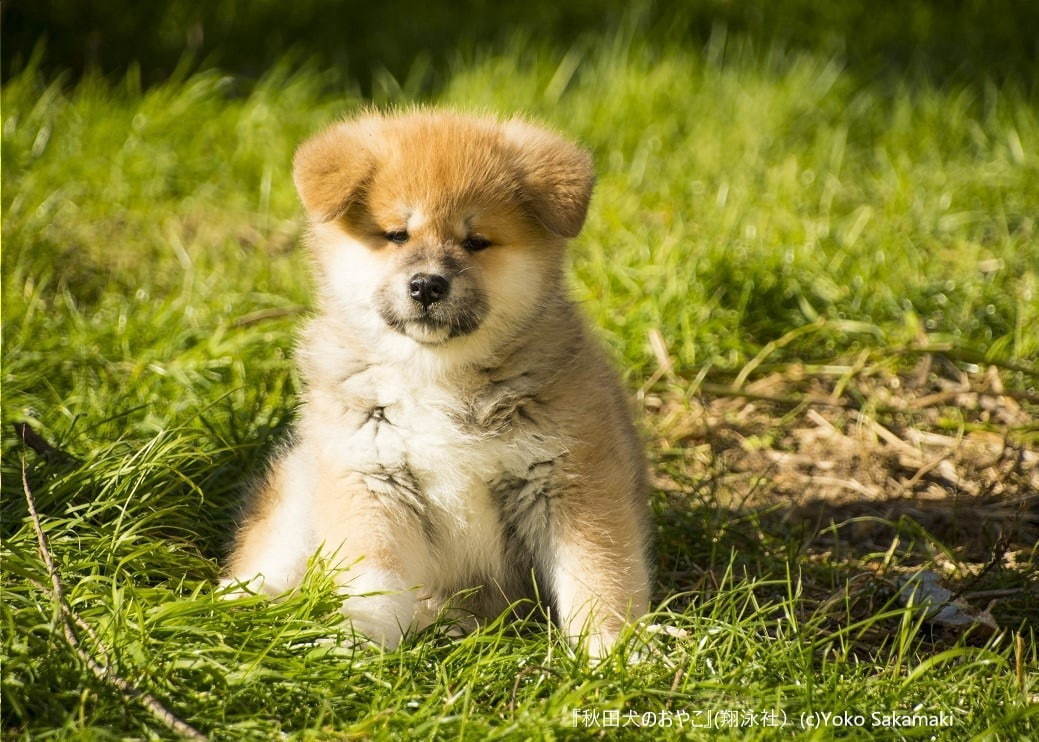 写真展「秋田犬のおやこ」秋田・大館市で、秋田犬の子犬4匹を捉えた全26点を展示｜写真2