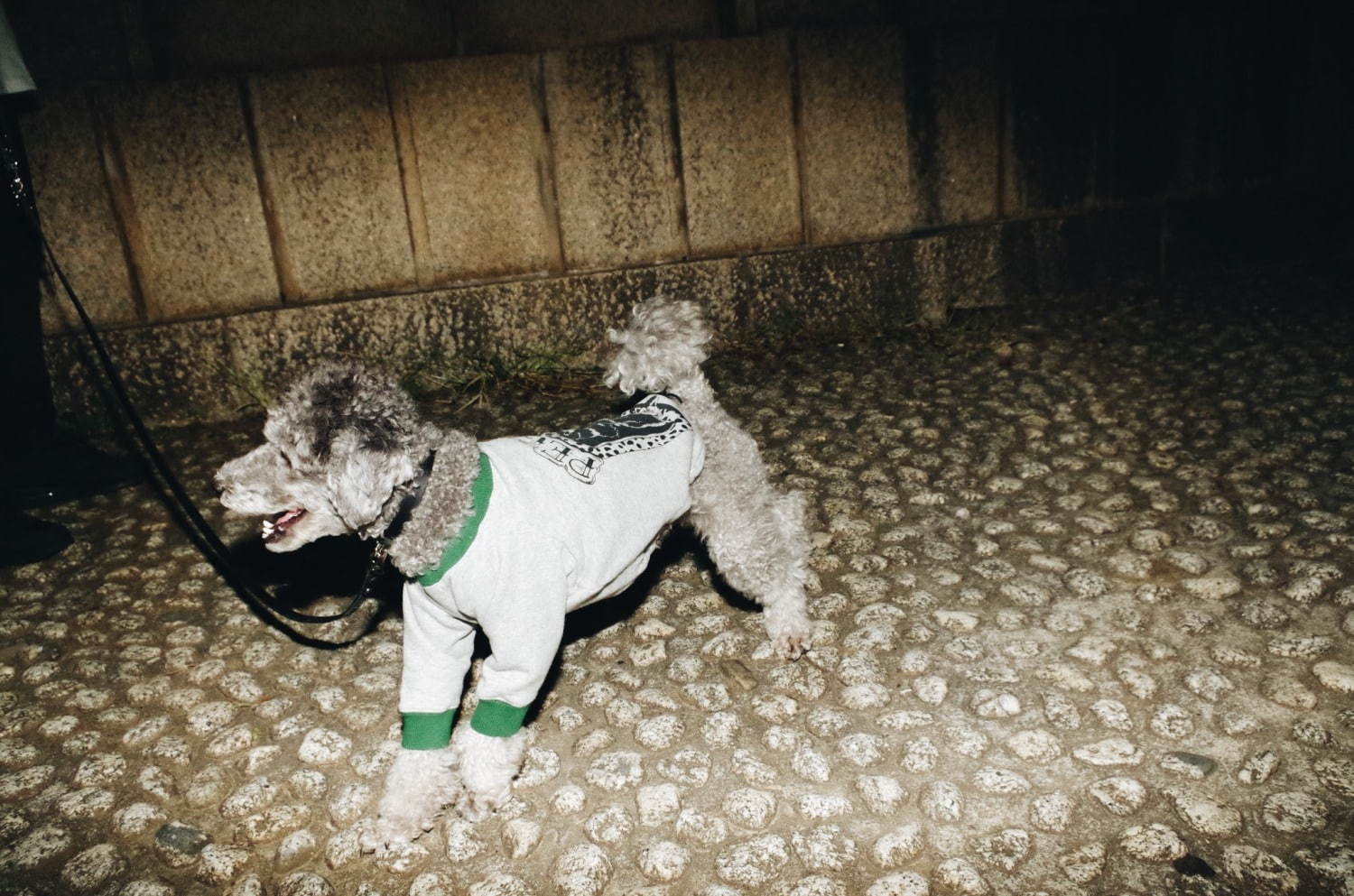 PELIの“モードな犬ファッション”「ペギオン」東京ミッドタウンに限定ショップ｜写真3