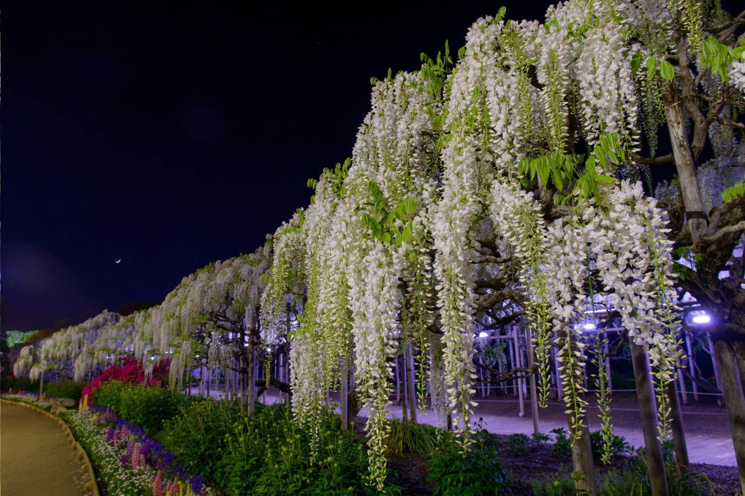 栃木・あしかがフラワーパークのイルミネーション - “藤の花”煌くライトアップ＆童話のようなお城も｜写真20