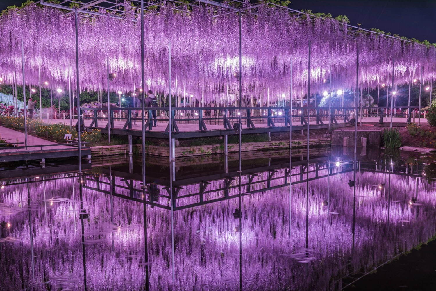 栃木・あしかがフラワーパークのイルミネーション - “藤の花”煌くライトアップ＆童話のようなお城も｜写真19