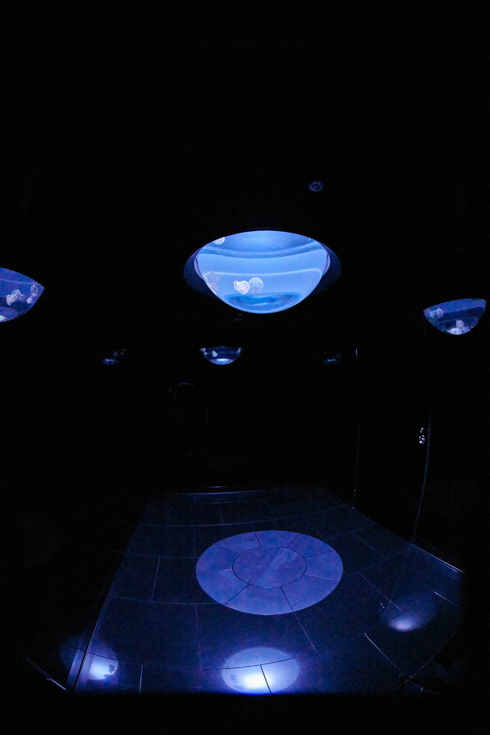 池袋サンシャイン水族館に新クラゲエリア「海月空感」横幅約14メートル、国内最大級のミズクラゲ水槽｜写真22