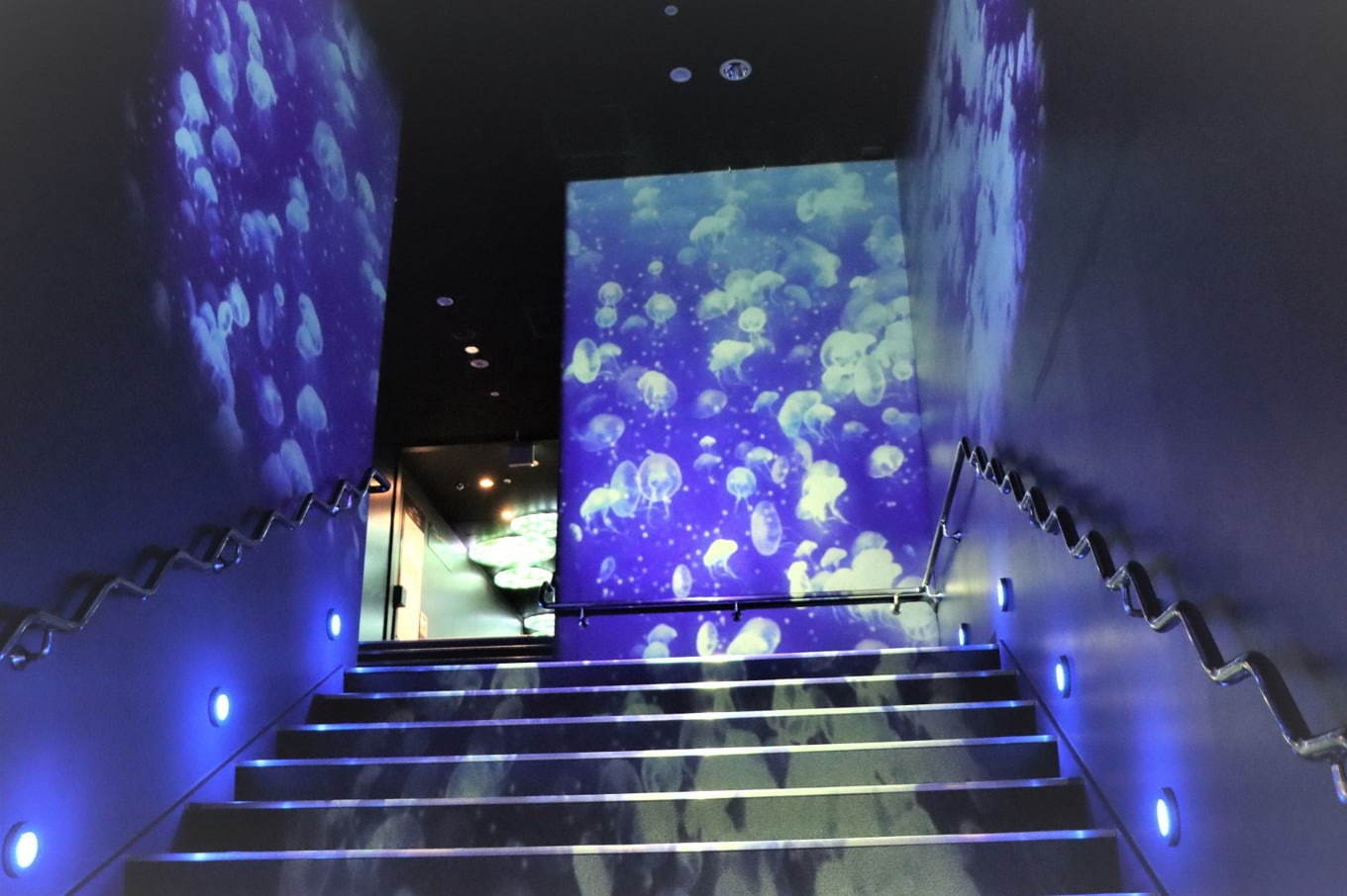 池袋サンシャイン水族館に新クラゲエリア「海月空感」横幅約14メートル、国内最大級のミズクラゲ水槽｜写真26