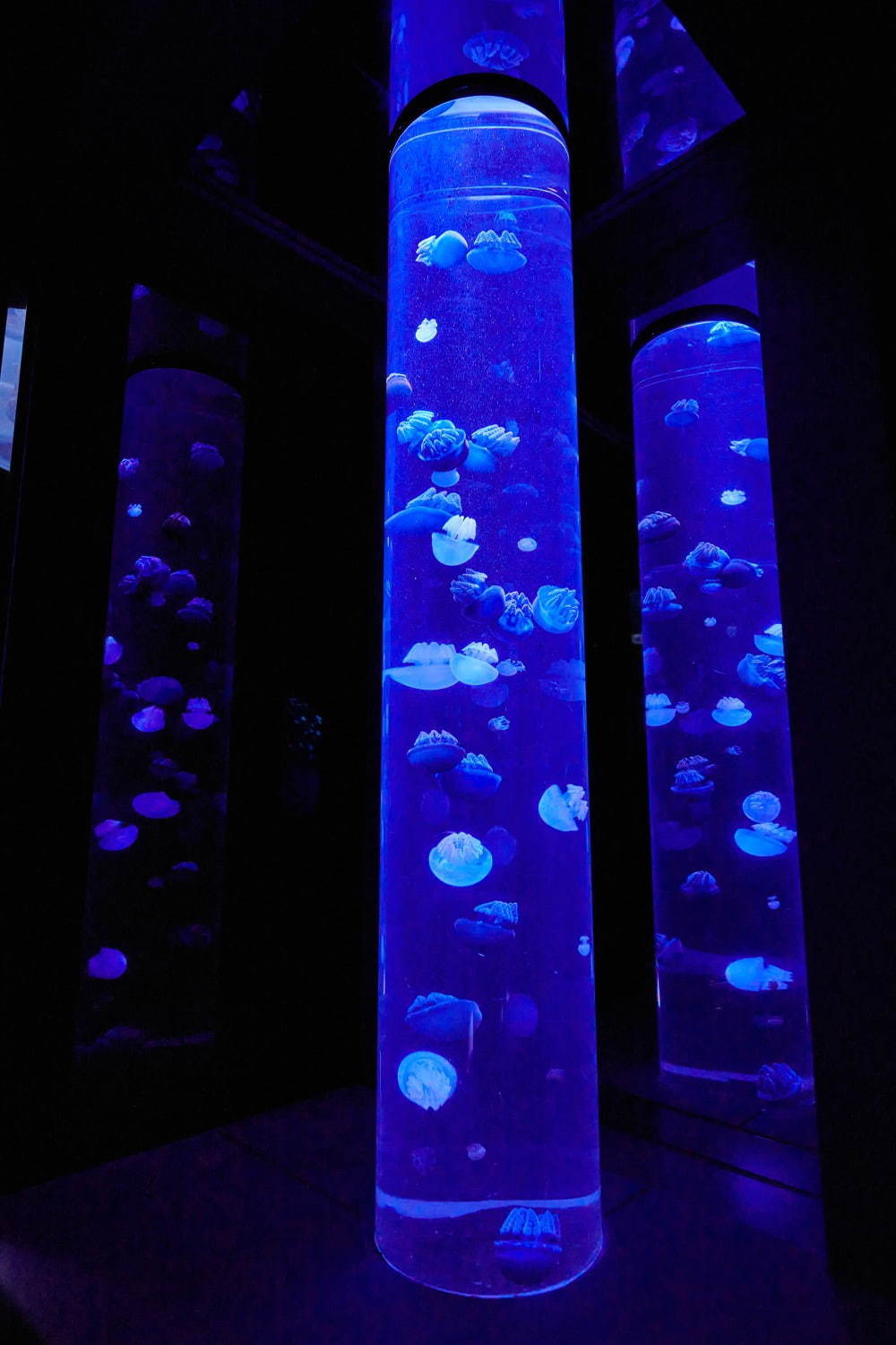 池袋サンシャイン水族館に新クラゲエリア「海月空感」横幅約14メートル、国内最大級のミズクラゲ水槽｜写真24
