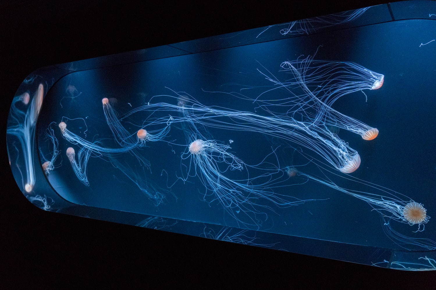 池袋サンシャイン水族館に新クラゲエリア「海月空感」横幅約14メートル、国内最大級のミズクラゲ水槽｜写真11