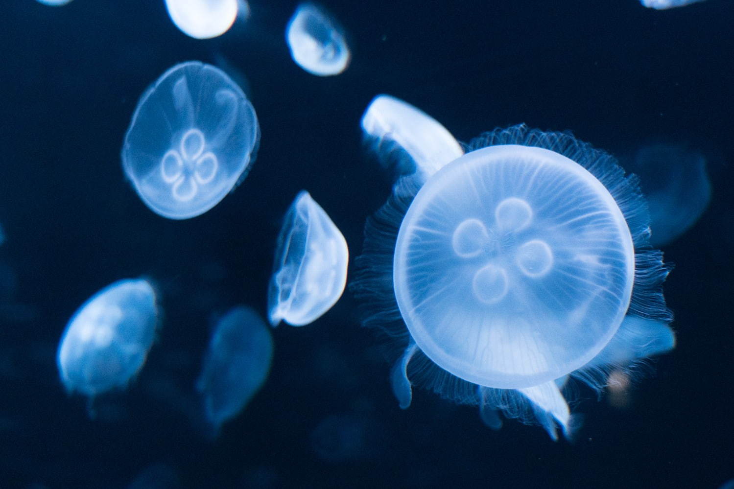 池袋サンシャイン水族館に新クラゲエリア「海月空感」横幅約14メートル、国内最大級のミズクラゲ水槽｜写真6