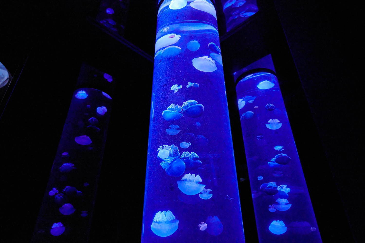 池袋サンシャイン水族館に新クラゲエリア「海月空感」横幅約14メートル、国内最大級のミズクラゲ水槽｜写真25
