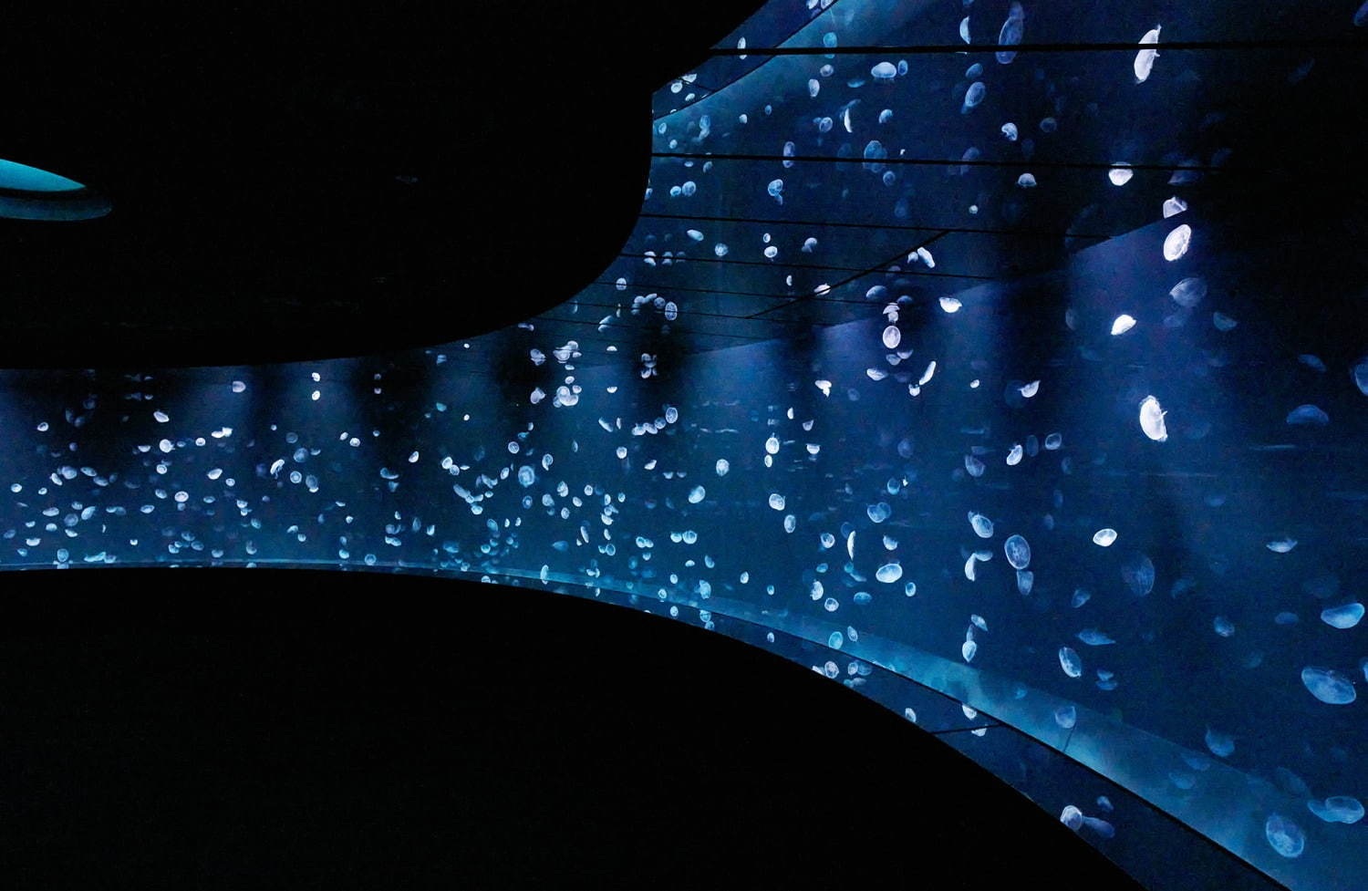 池袋サンシャイン水族館に新クラゲエリア「海月空感」横幅約14メートル、国内最大級のミズクラゲ水槽｜写真14