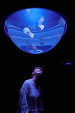 池袋サンシャイン水族館に新クラゲエリア「海月空感」横幅約14メートル、国内最大級のミズクラゲ水槽｜写真21