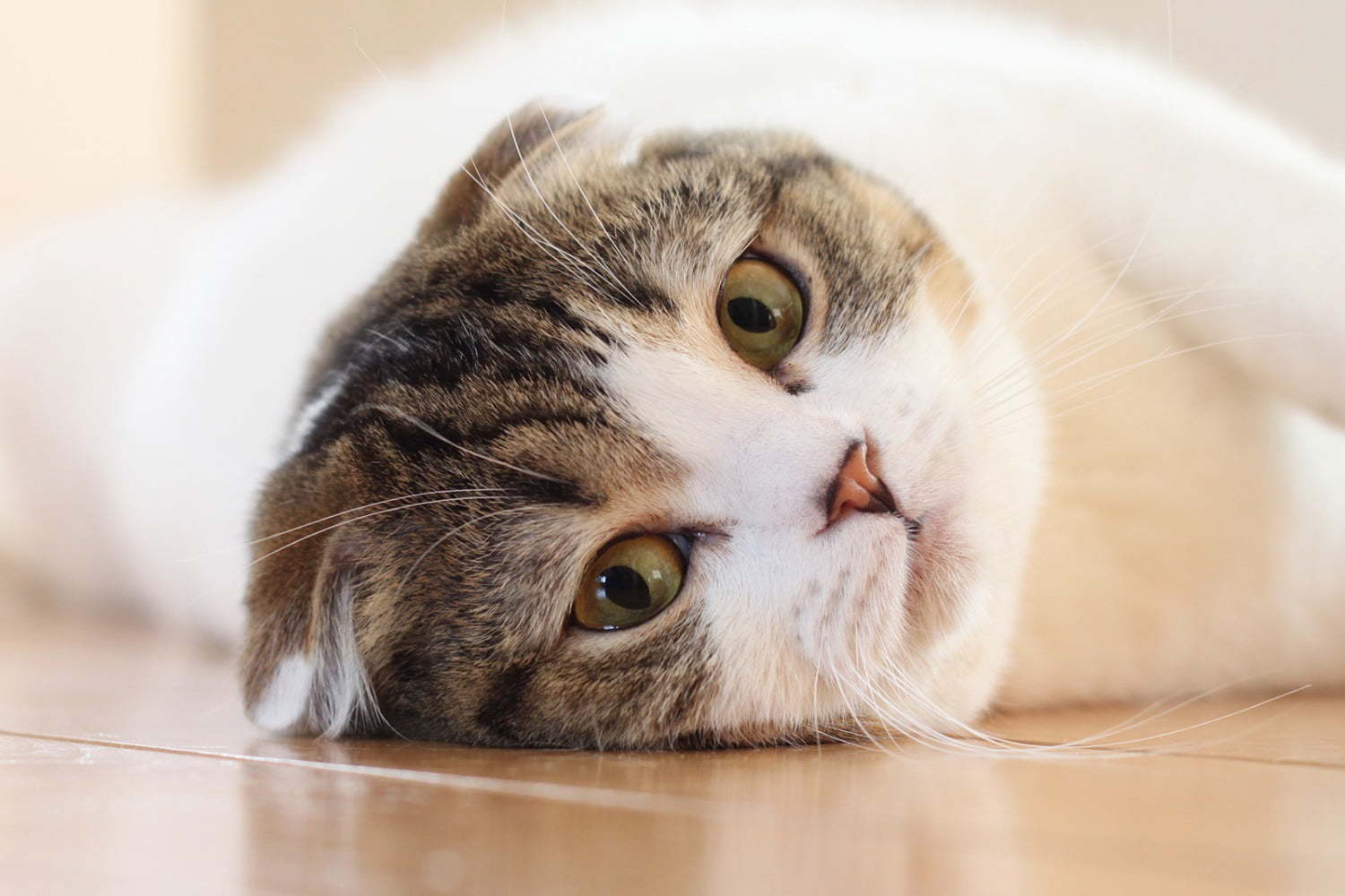 ねこ休み展スピンオフ まるごとホイちゃん展 夏祭り がテーマの写真 物販展 浅草で開催 ファッションプレス
