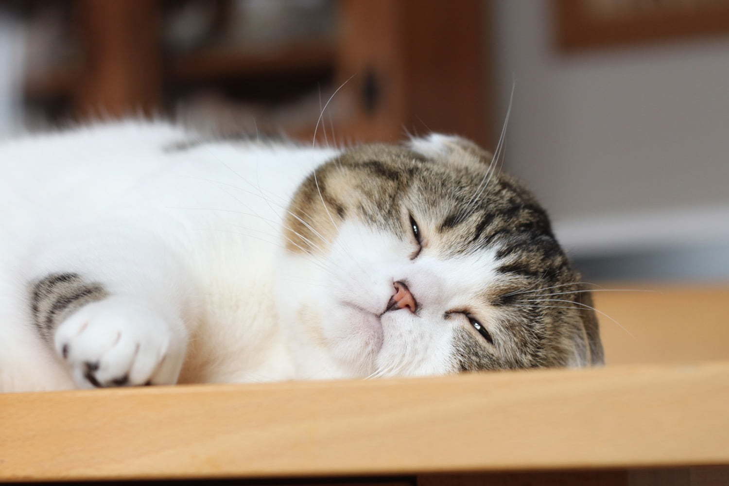 マークイズみなとみらい「ねこ休み展 in 横浜みなとみらい」