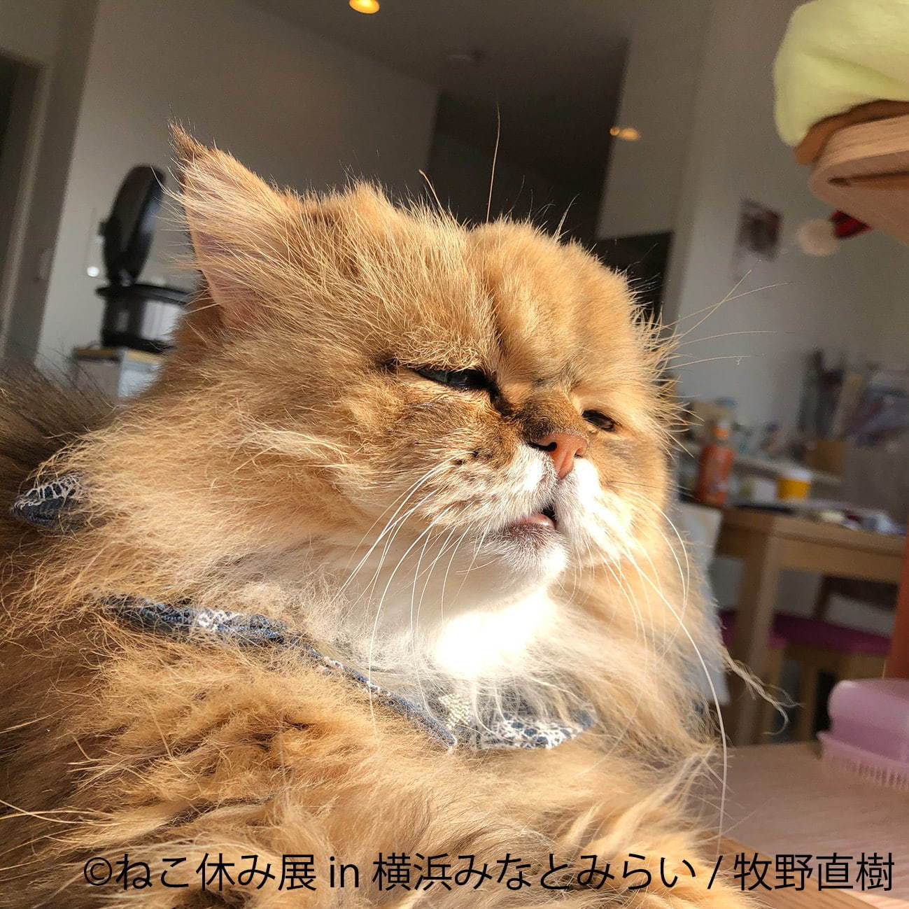 「ねこ休み展 in 横浜みなとみらい」冬らしい“癒し”のねこ写真展示＆限定グッズも｜写真104