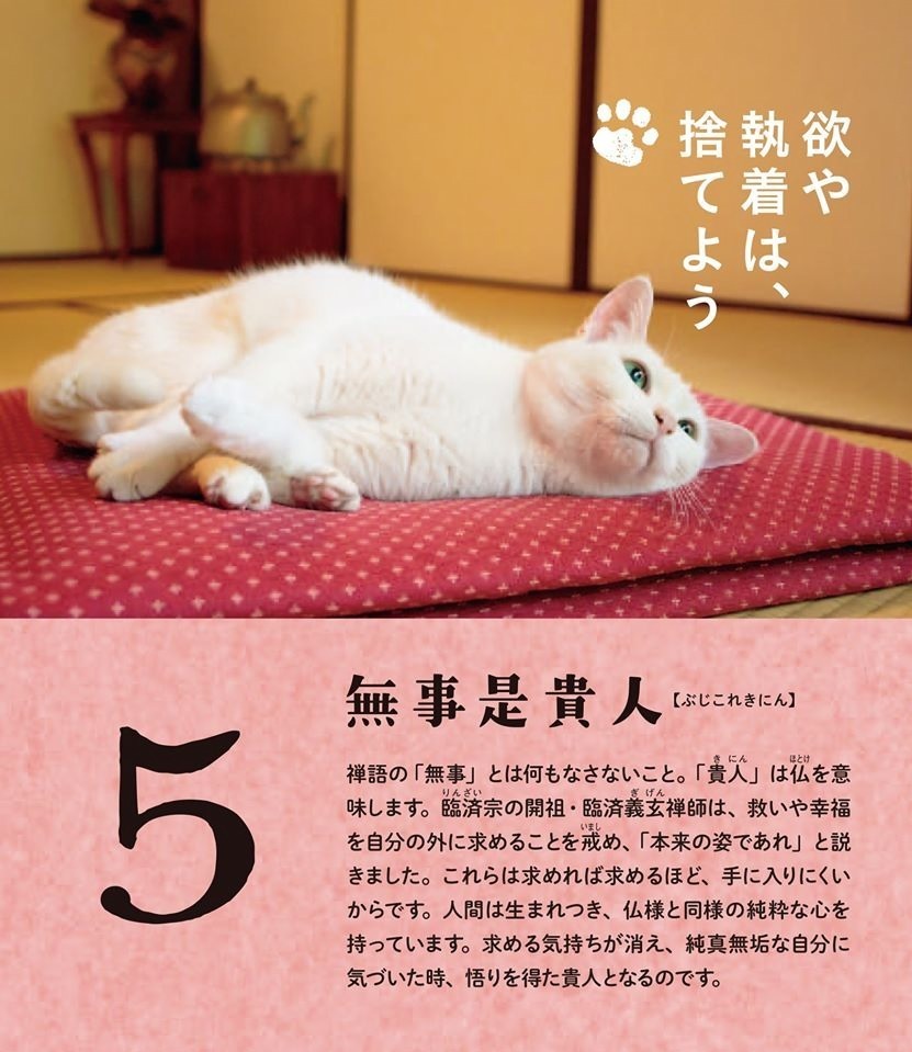 「飛び猫写真展」広島・宮城・秋田で、ネコの“ジャンプ姿”を捉えた作品展示＆グッズ販売も｜写真18