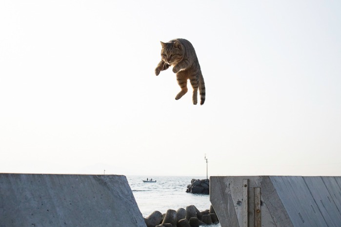 「飛び猫写真展」広島・宮城・秋田で、ネコの“ジャンプ姿”を捉えた作品展示＆グッズ販売も｜写真8