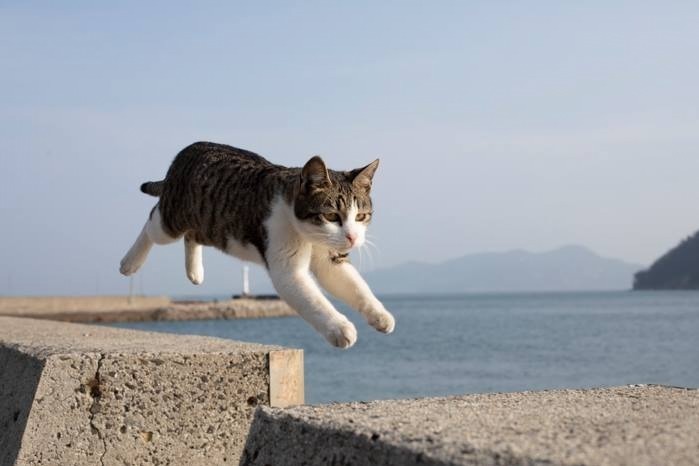 写真13 飛び猫写真展 広島 宮城 秋田で ネコの ジャンプ姿 を捉えた作品展示 グッズ販売も ファッションプレス