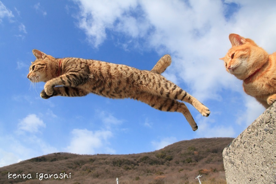 飛び猫写真展 広島 宮城 秋田で ネコの ジャンプ姿 を捉えた作品展示 グッズ販売も ファッションプレス