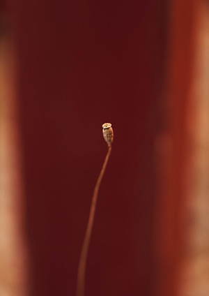 エフシーイー(F/CE.) 2020年春夏メンズコレクション  - 写真26