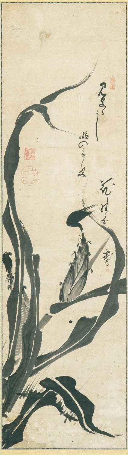 伊藤若冲 《玉蜀黍図》