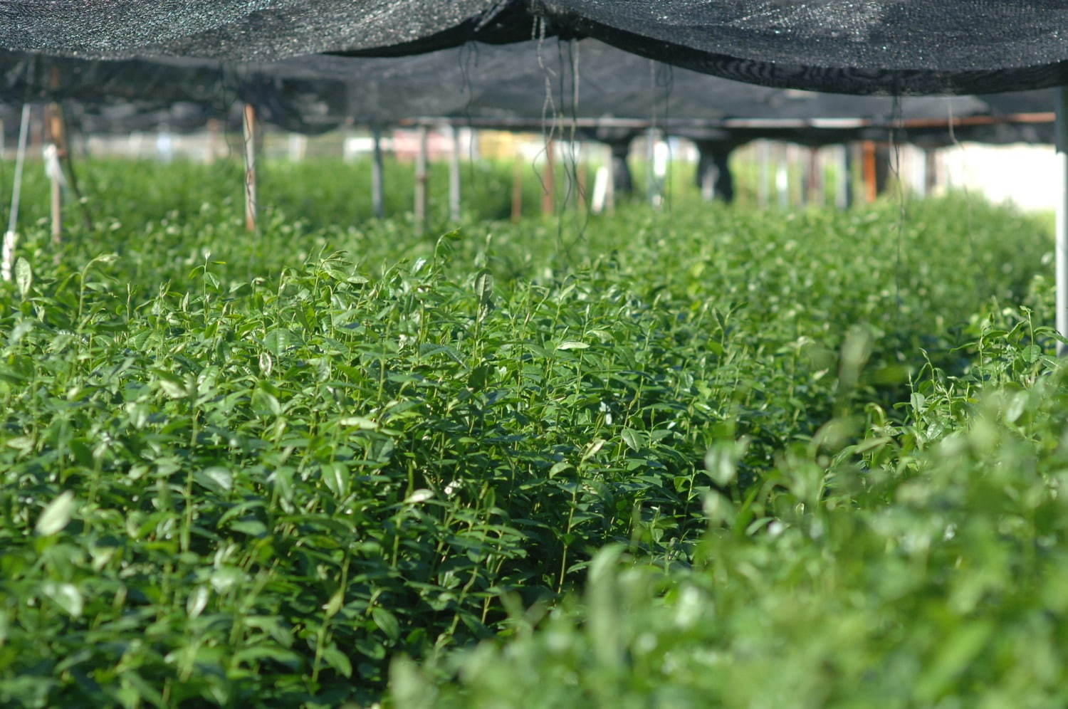 茶寮「京都宇治 藤井茗縁」東急プラザ渋谷にオープン、老舗茶園のお茶を使ったスイーツやドリンク｜写真25