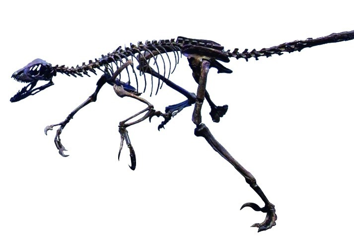 国立科学博物館「絵本でめぐる生命の旅」