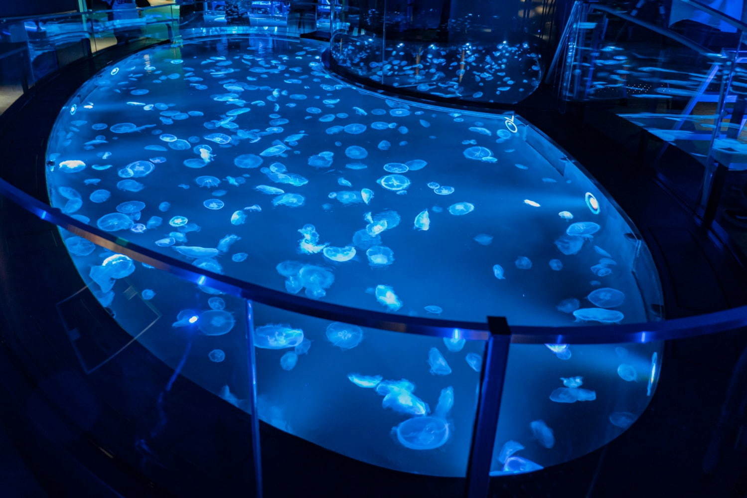 「すみだ水族館」初の大規模リニューアル、約500匹のクラゲを“のぞき込む”長径7mの大水槽が誕生｜写真8