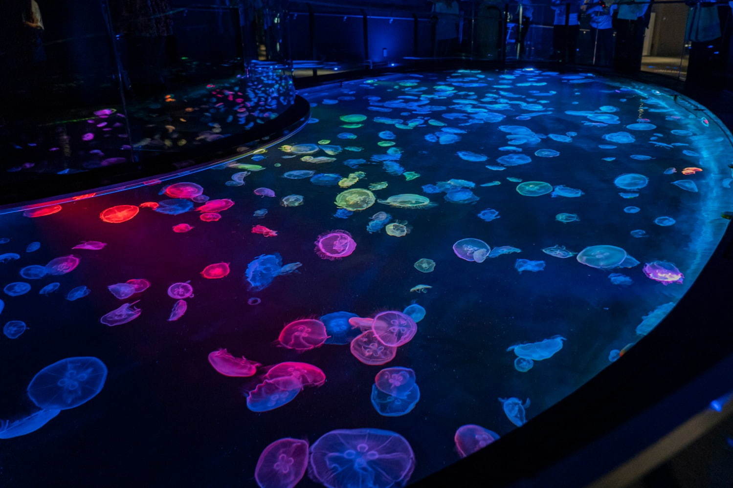 「すみだ水族館」初の大規模リニューアル、約500匹のクラゲを“のぞき込む”長径7mの大水槽が誕生｜写真6
