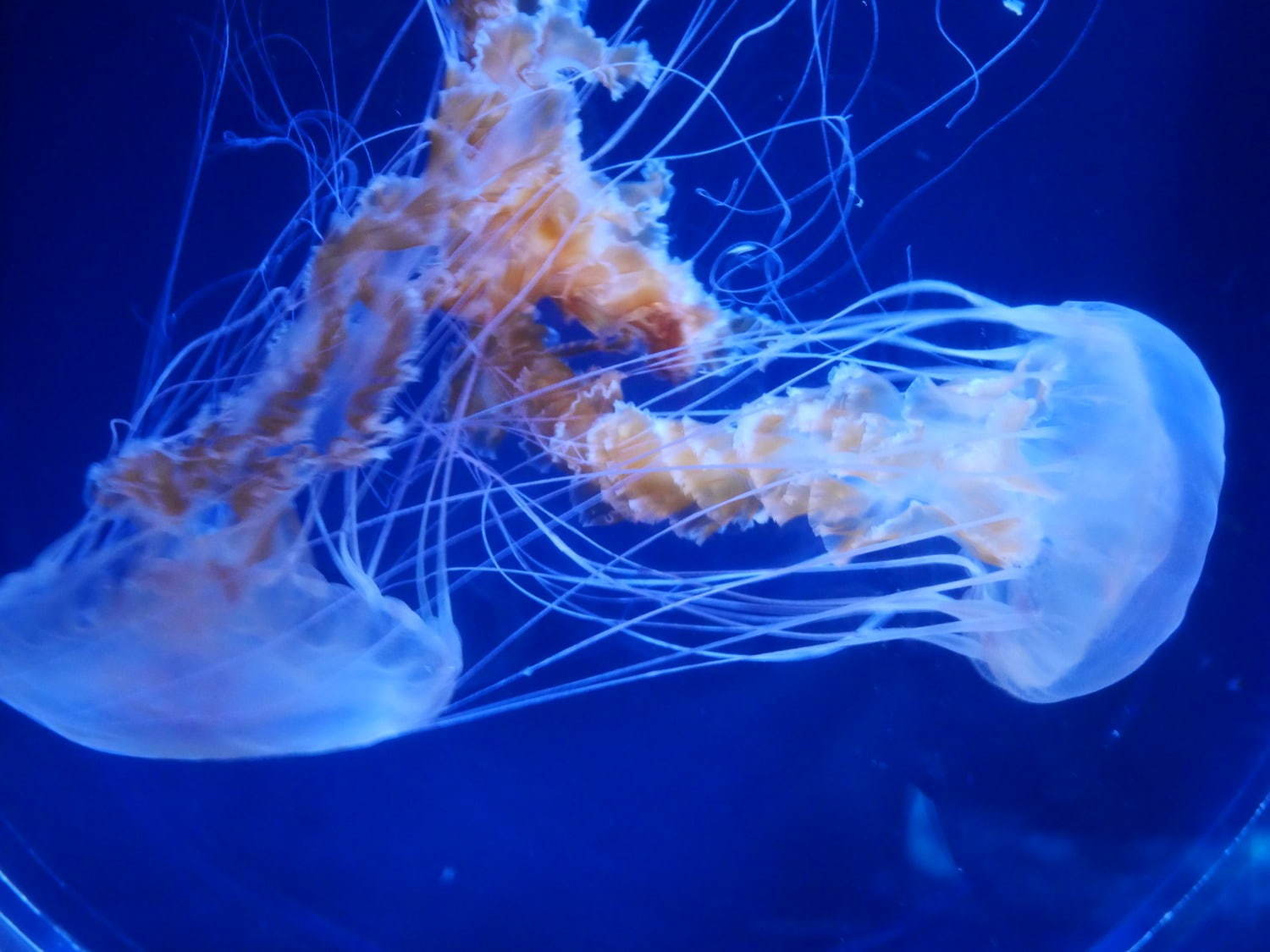 「すみだ水族館」初の大規模リニューアル、約500匹のクラゲを“のぞき込む”長径7mの大水槽が誕生｜写真39