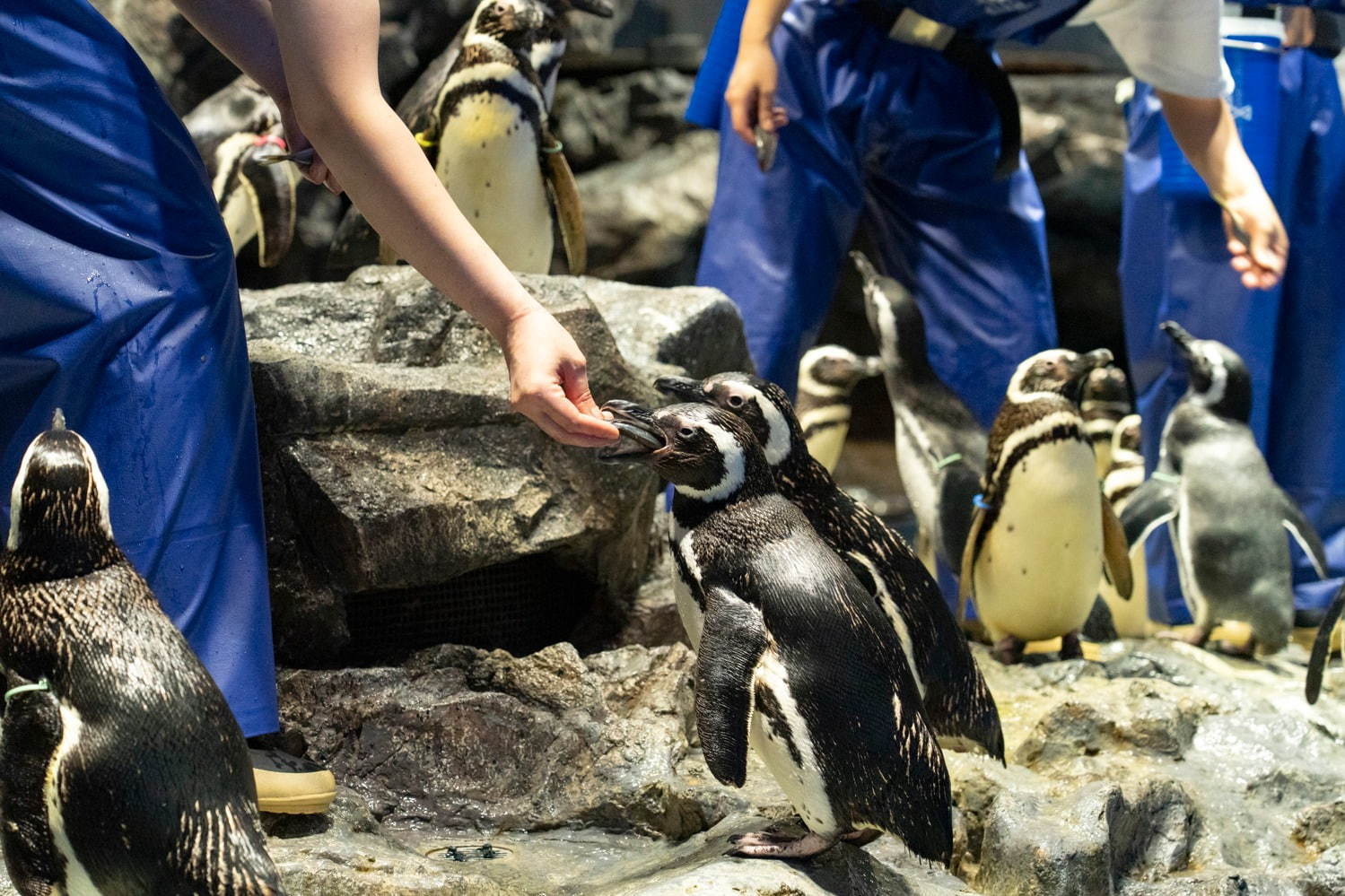 「すみだ水族館」初の大規模リニューアル、約500匹のクラゲを“のぞき込む”長径7mの大水槽が誕生｜写真20