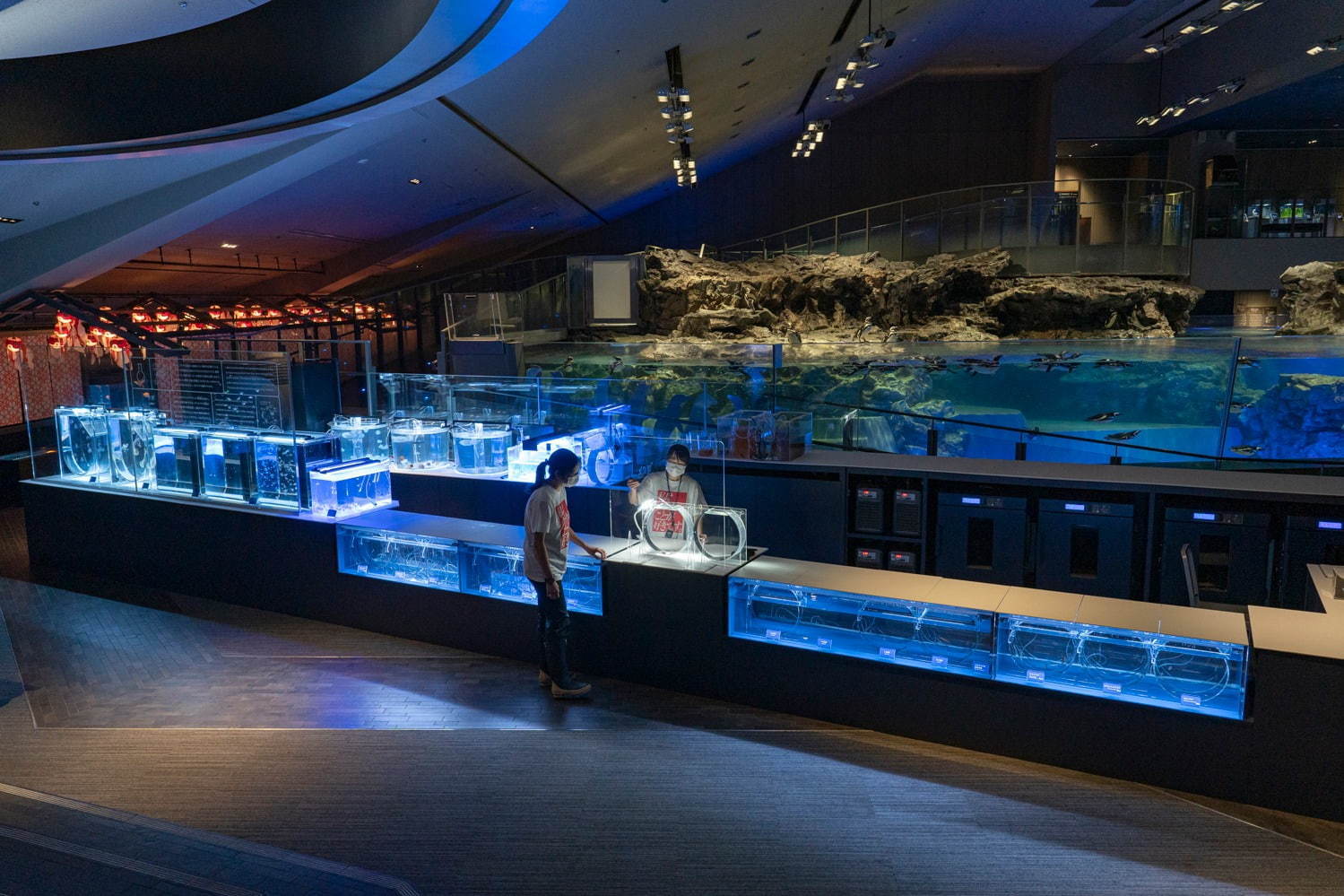 「すみだ水族館」初の大規模リニューアル、約500匹のクラゲを“のぞき込む”長径7mの大水槽が誕生｜写真10