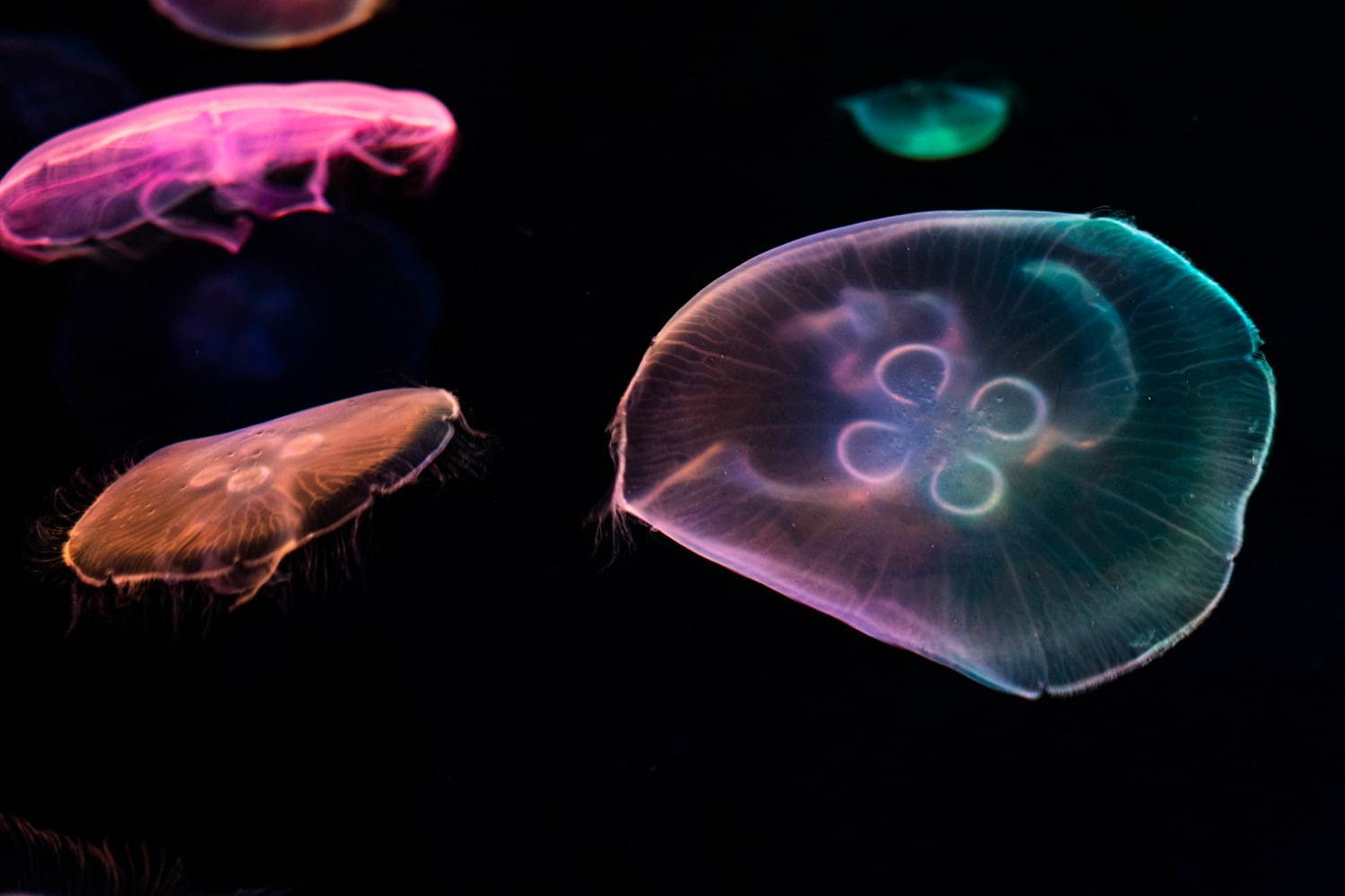 すみだ水族館 初の大規模リニューアル 約500匹のクラゲを のぞき込む 長径7mの大水槽が誕生 ファッションプレス