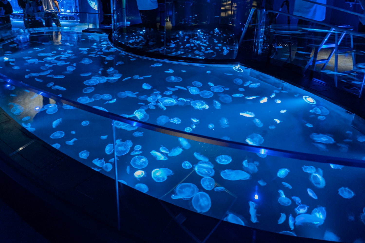 「すみだ水族館」初の大規模リニューアル、約500匹のクラゲを“のぞき込む”長径7mの大水槽が誕生｜写真7