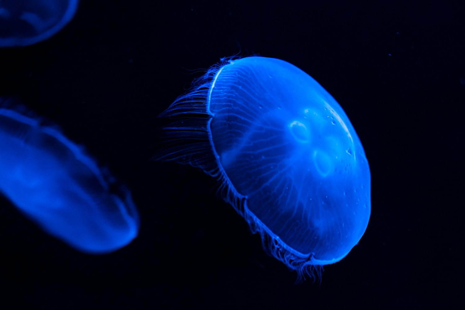 「すみだ水族館」初の大規模リニューアル、約500匹のクラゲを“のぞき込む”長径7mの大水槽が誕生｜写真3