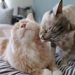 「にゃんぱく～ねこの万博～」約330点の愛猫写真＆動画展示、猫本専門店など御茶ノ水で｜写真2