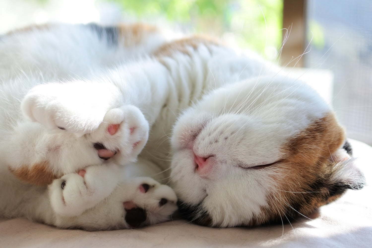 トゥデイズ ギャラリー スタジオ「ねこ休み展」