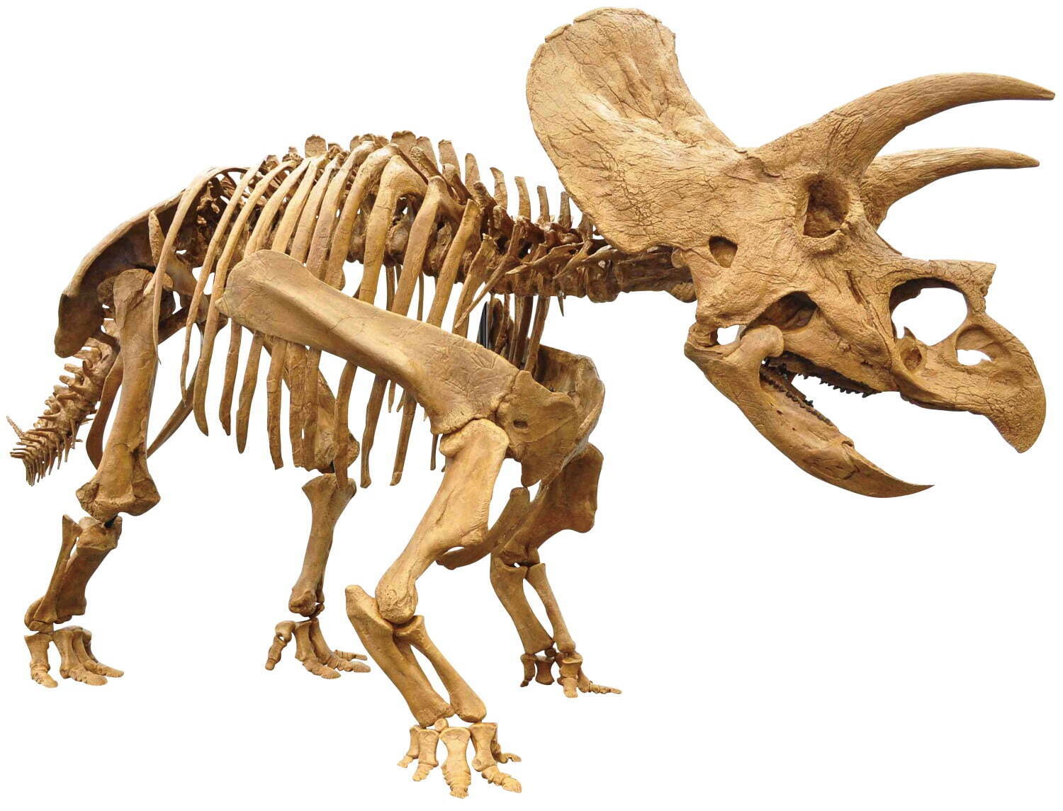 「ティラノサウルス展」大阪南港ATCホールで、日本初公開の標本など5体の全身復元骨格が集結｜写真3
